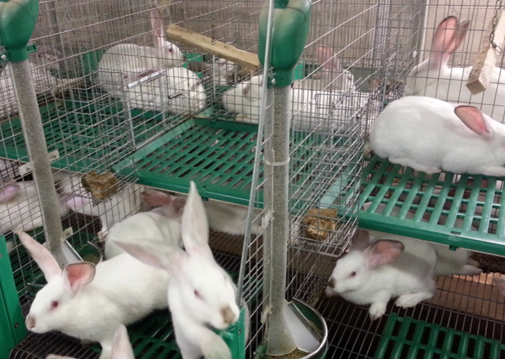 conigli gabbia benessere