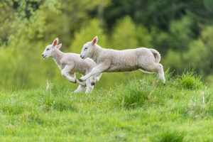Agnelli corrono in un prato o pascolo