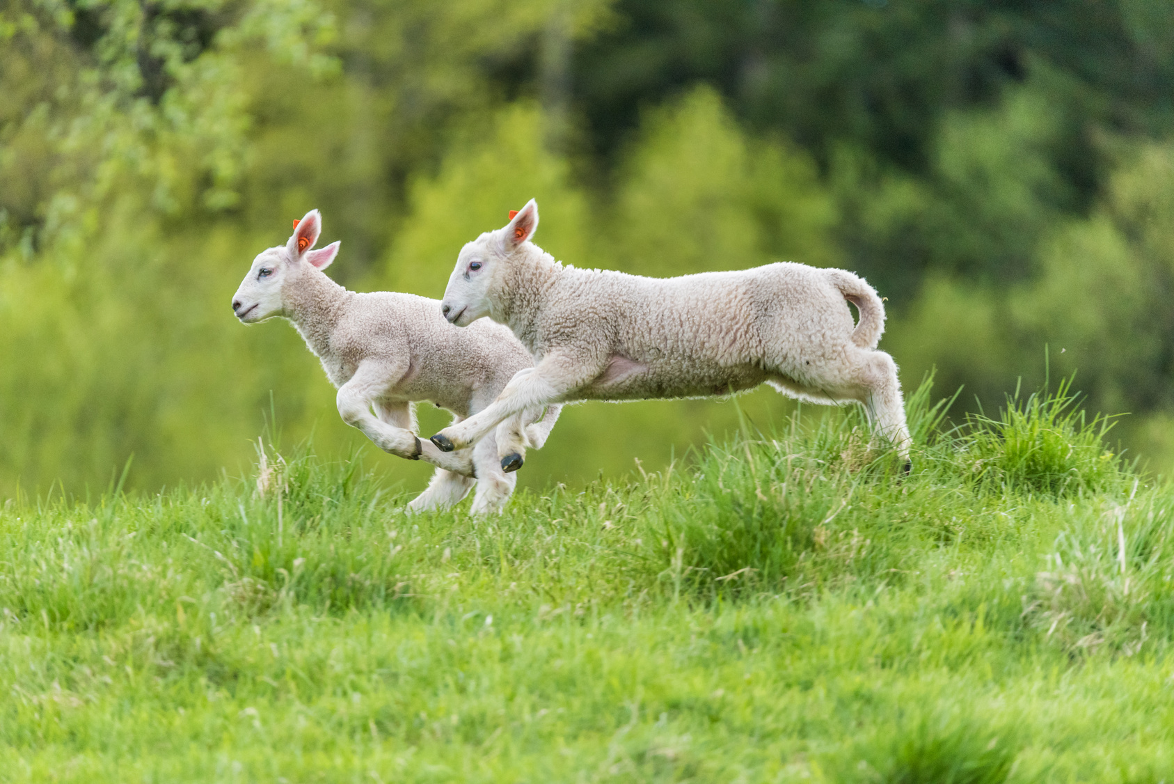 Agnelli corrono in un prato o pascolo