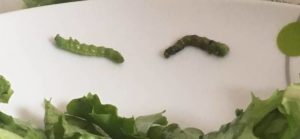 bonduelle bruchi 2018 lettera 2