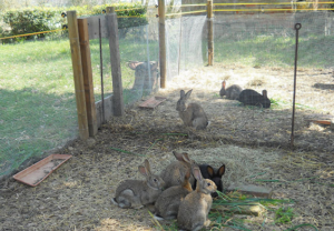 Conigli allevati a terra
