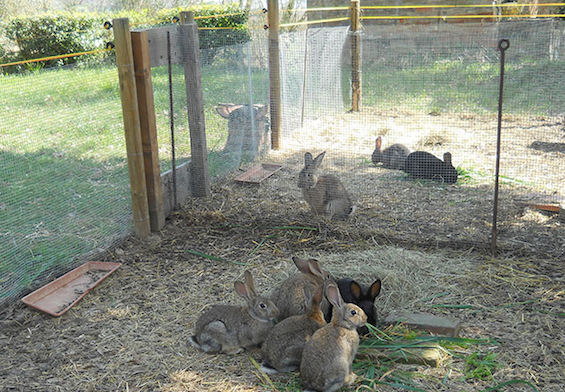 Conigli allevati a terra