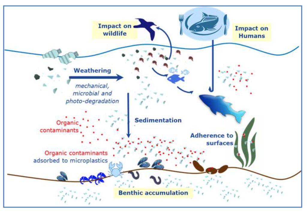 microplastiche plastica Commissione europea. Microplastics: Focus on Food and Health