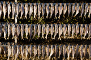 missoltini agoni essiccati