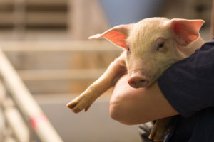 maialino in braccio a una persona