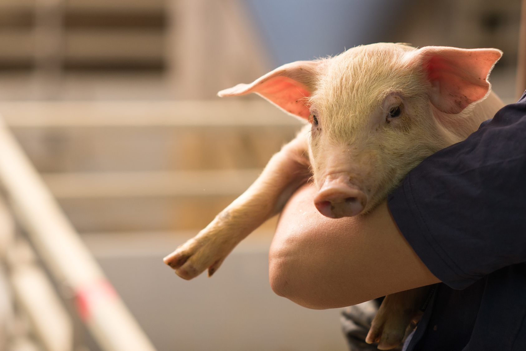 maialino in braccio a una persona