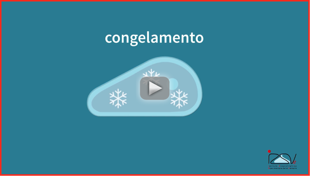 congelamento carne izsve video