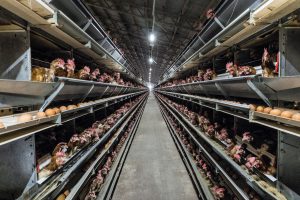 Allevamento di galline ovaiole in gabbia
