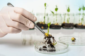 Scientist testing GMO plant in biological laboratory