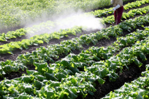 Pesticidi spruzzati su un campo di insalata