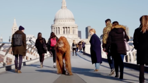 orangutan iceland olio di palma londra