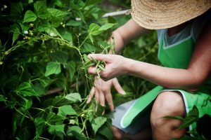 agricoltura biologica bio verdura fagiolini