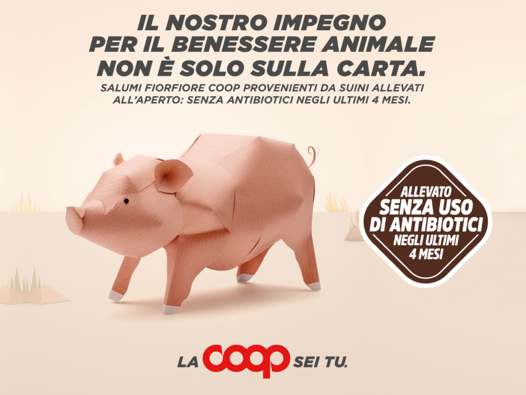 Maiali coop antibiotici
