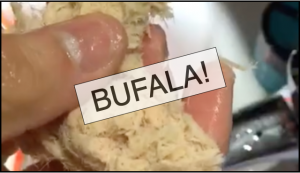 video bufala tonno auriga