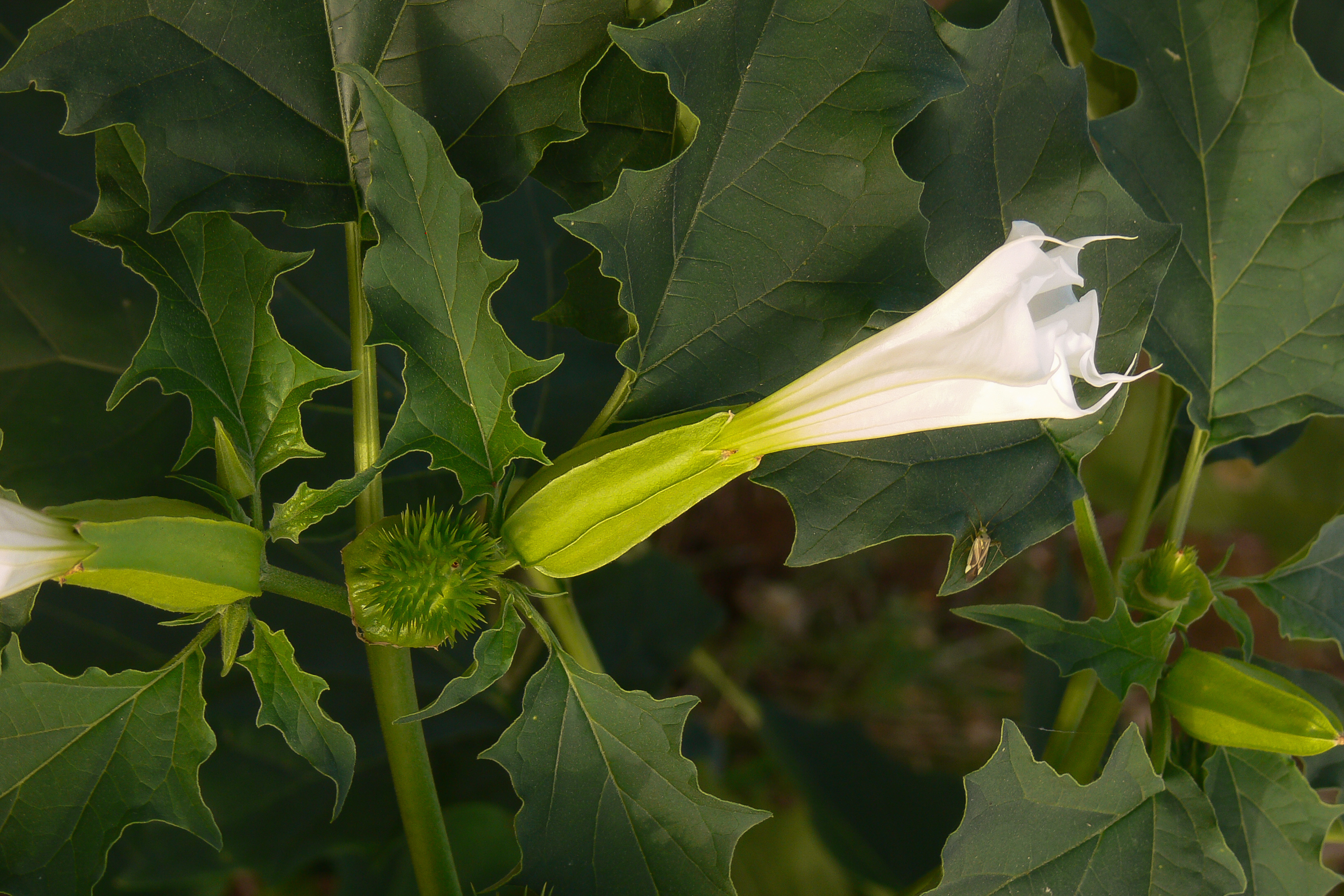 stramonio Datura stramonium pianta con fiori e semi