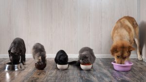 alimenti cani gatti mangime croccantini