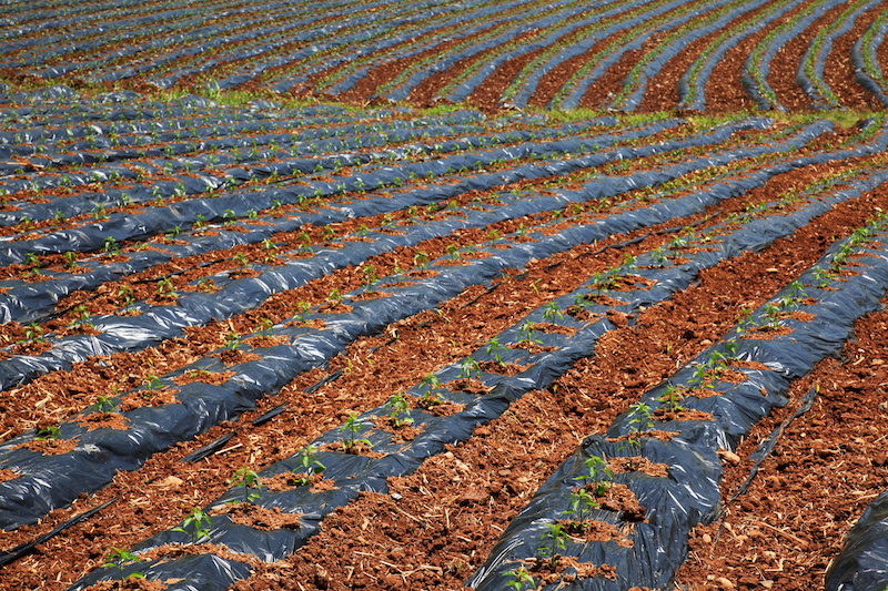 insalate campi pacciamatura plstica coltivare