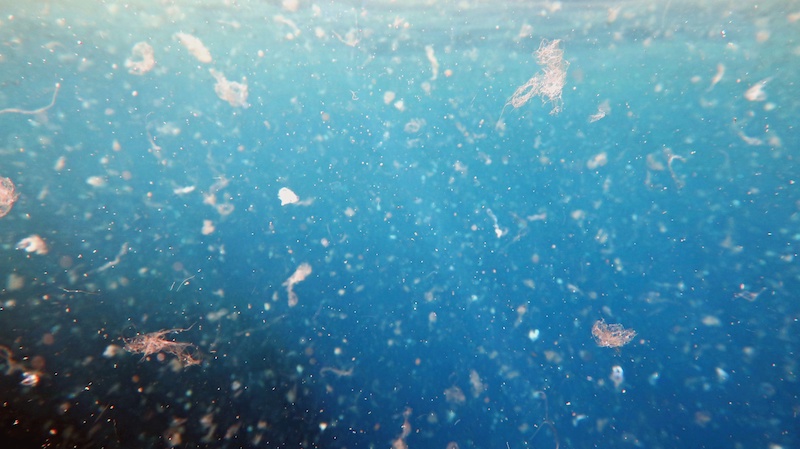 microplastiche plastica inquinamento contaminazione nanoplastiche