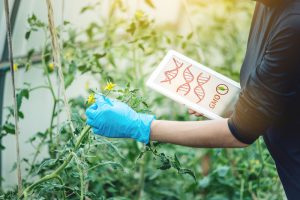 ogm gmo alimenti sicurezza alimentare ricerca