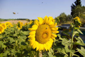 Api su girasole_Ph. Monica Pelliccia - Adelina Zarlenga