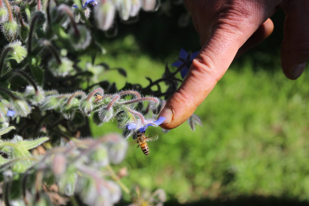 Impollinazione api - Ph. Adelina Zarlenga - Monica Pelliccia