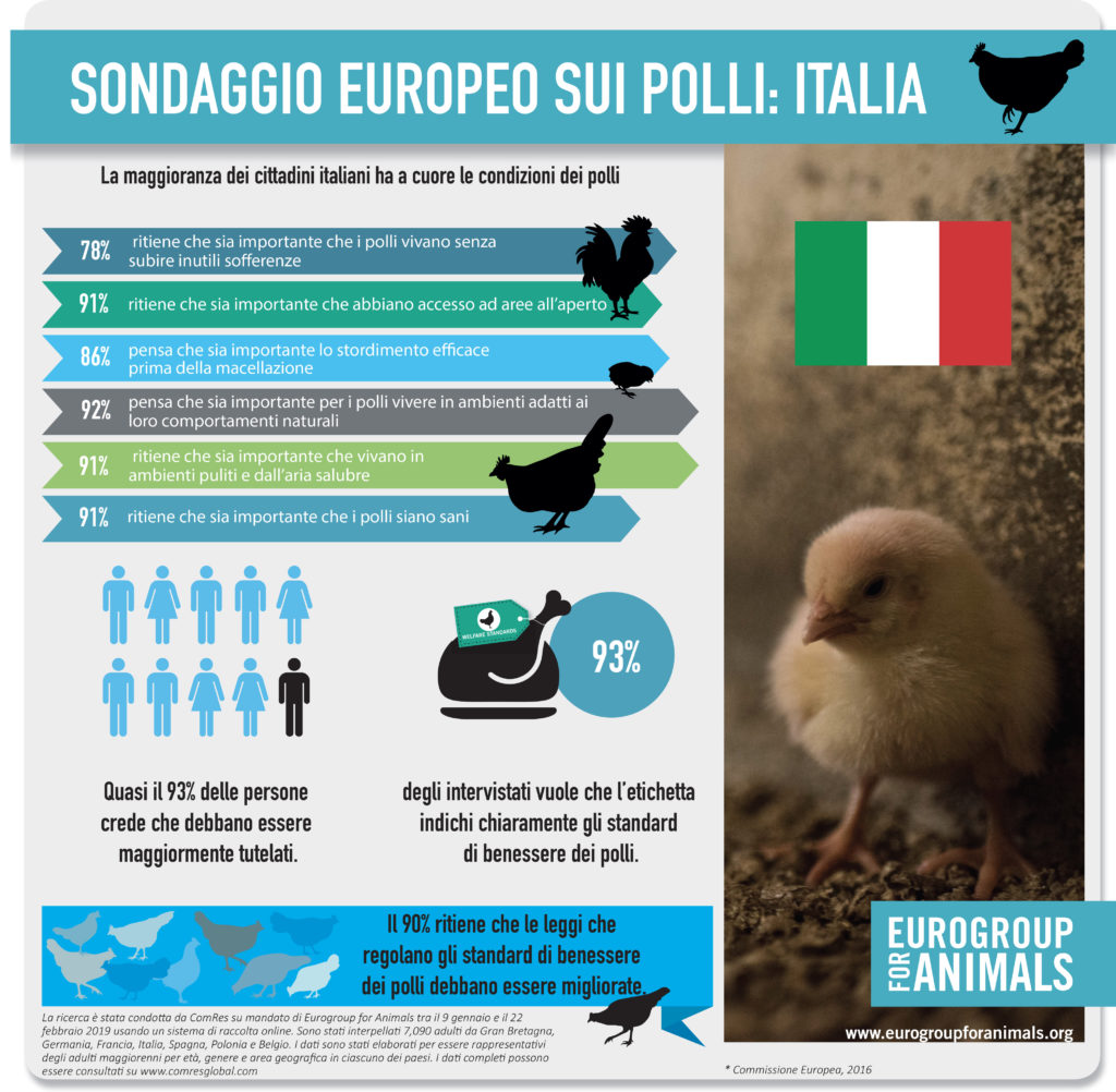 uitdr EFA infographic broiler chicken_ITA