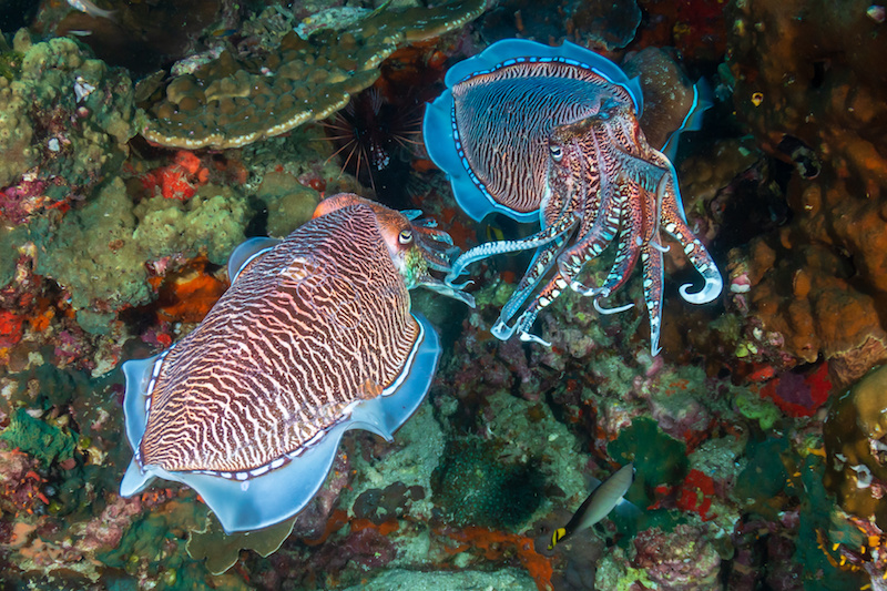 Sepia pharaonis seppia faraone