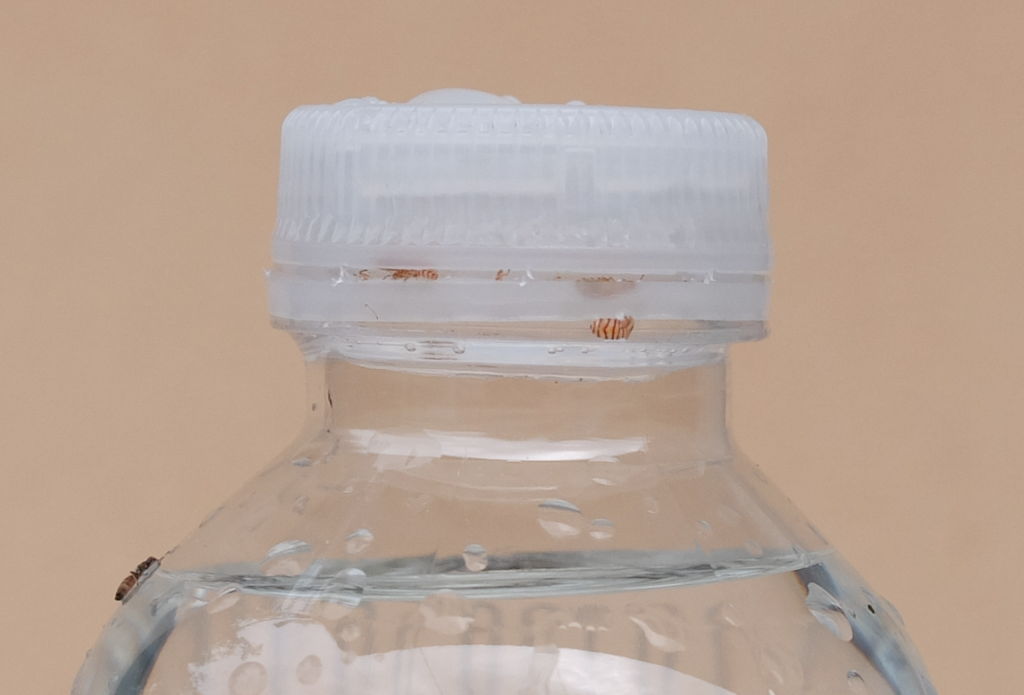 acqua minerale insetti