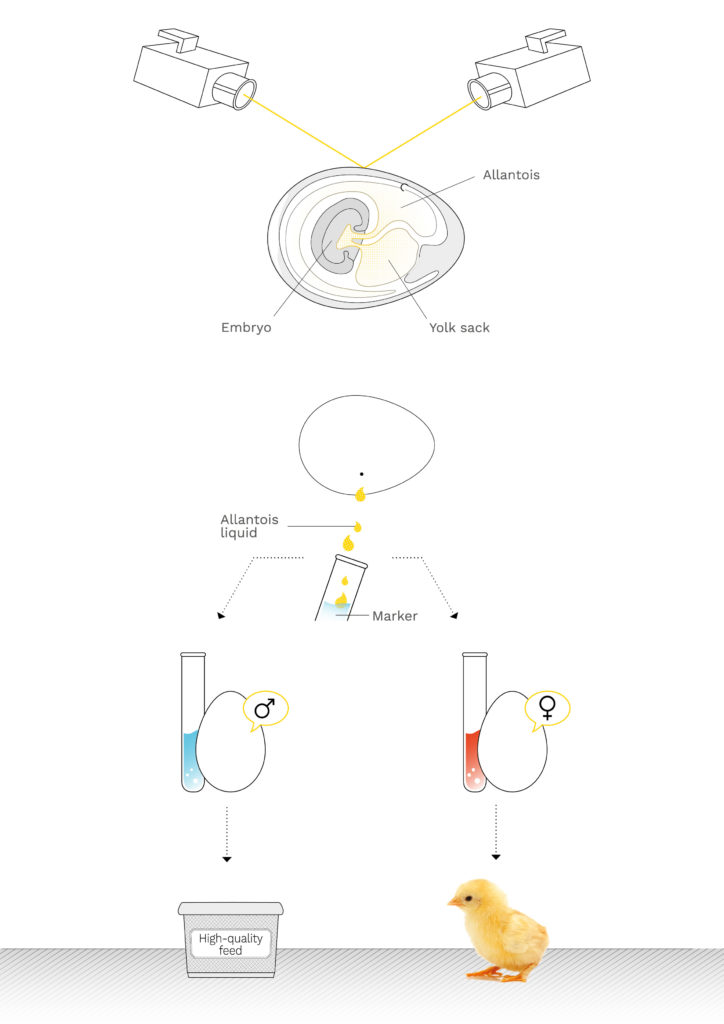 Selezione delle uova prima del completo sviluppo dei pulcini