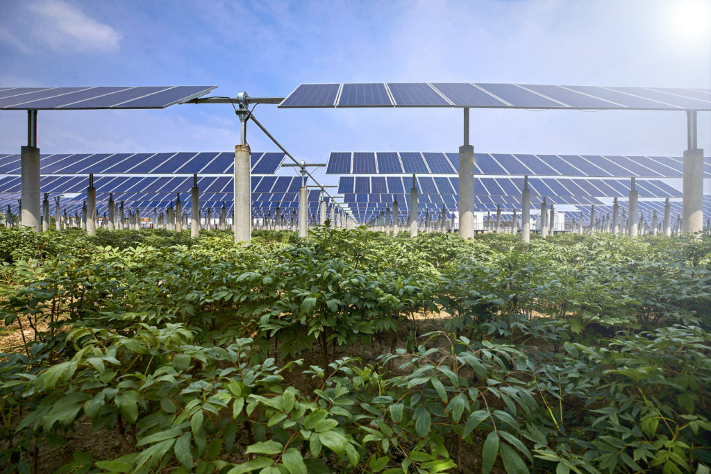 Vegetables grown under solar photovoltaic panels