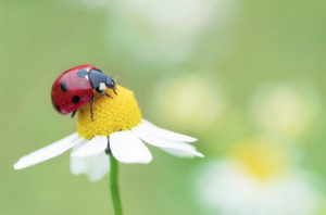 Coccinella su un fiore di camomilla in un prato