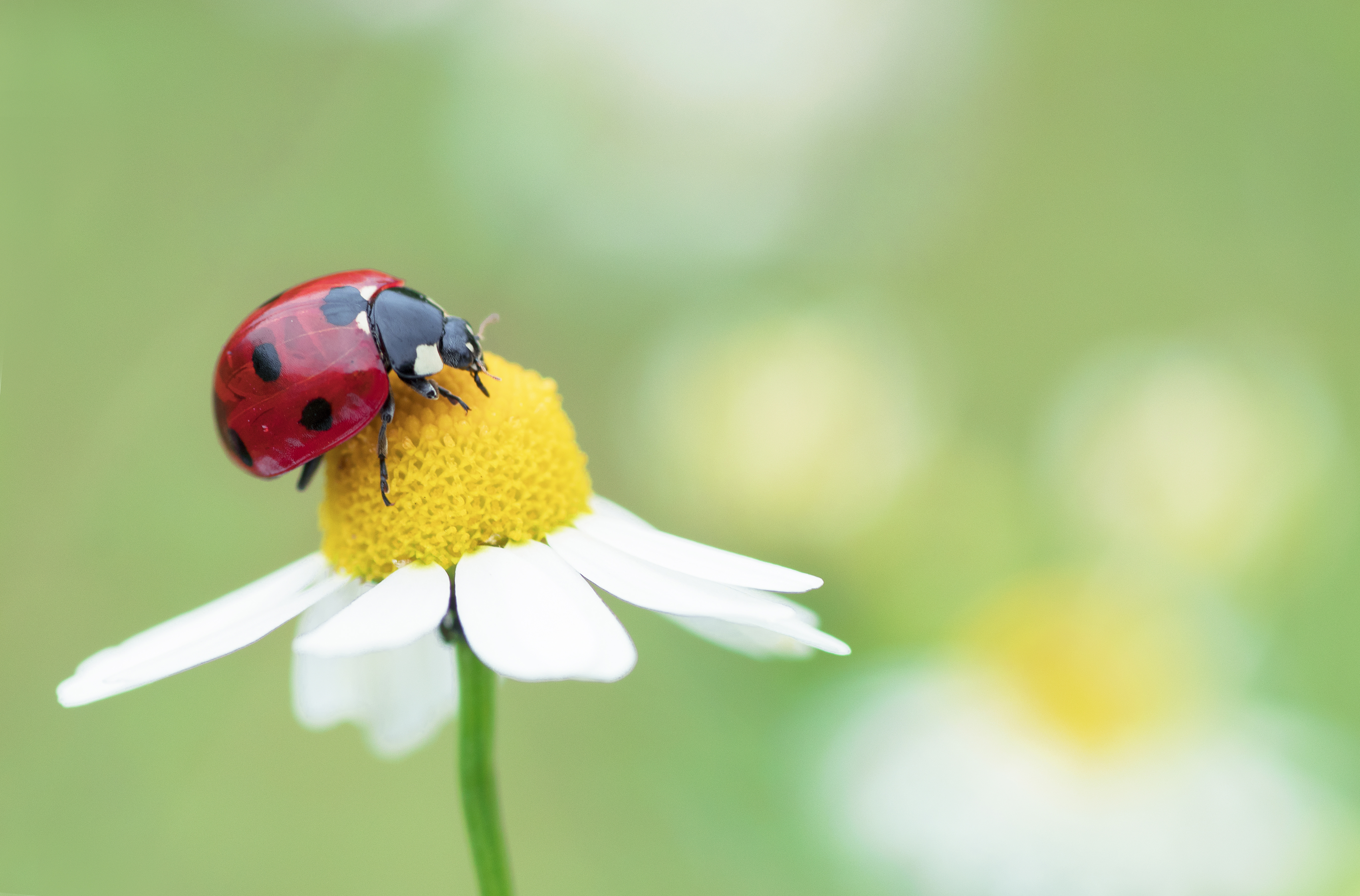 Coccinella su un fiore di camomilla in un prato
