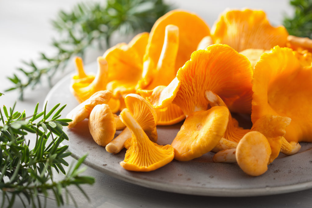 raw fresh chanterelle mushrooms on gray background