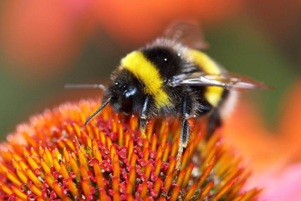 pesticidi, Bumblebee sucks nectar from the flower with her long tongue bombo fiore glifosato impollinatori