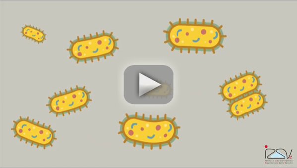 video batteri resistenti agli antibiotici