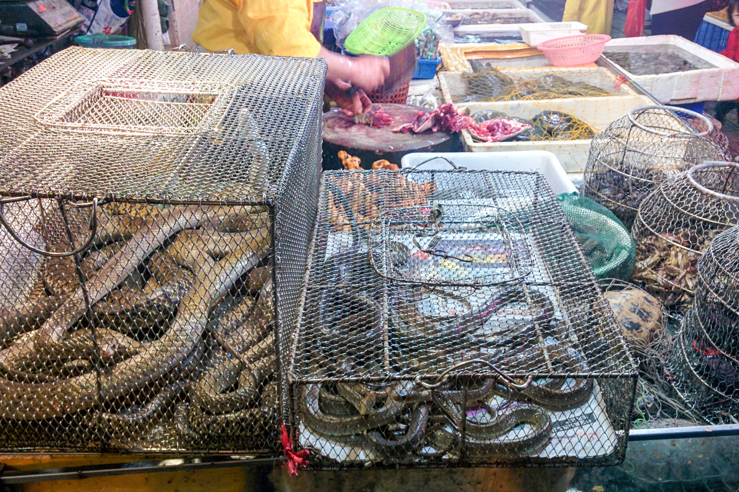Chinese typical fish and living animals market