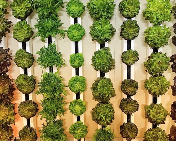 vertical farm urban liverpool insalata