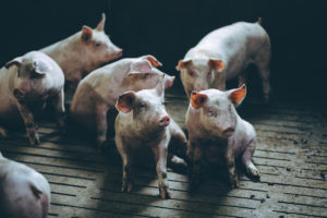 Maiali all'interno di un allevamento; concept: allevamento intensivo, suini, veterinari, malattie, farmaci