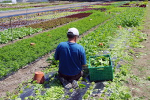 agricoltura campi terra lavoro contadini sfruttamento caporalato immigrati