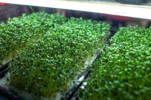 coltivazione idroponica orto urbano