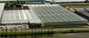 tomato vision syngenta serra