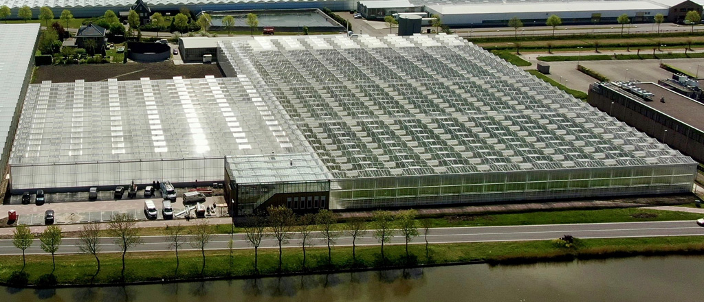 tomato vision syngenta serra