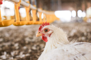 allevamento polli broiler animali carne