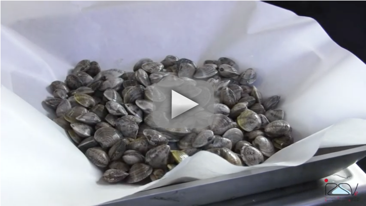 copertina video vongole izsve