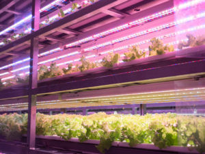 vertical farming