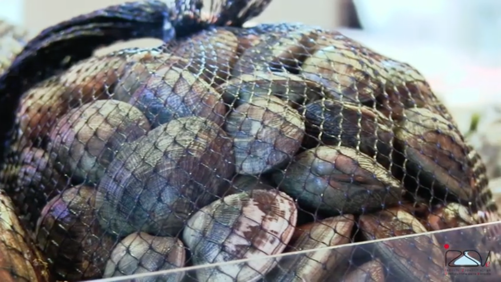 vongole rete video izsve