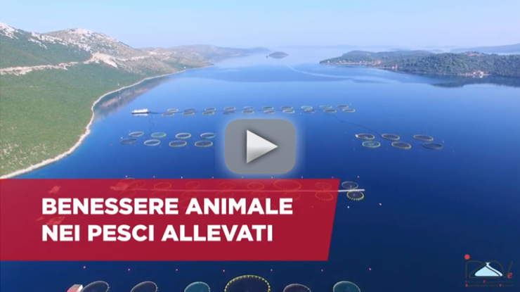 benessere animale pesci acquacoltura video