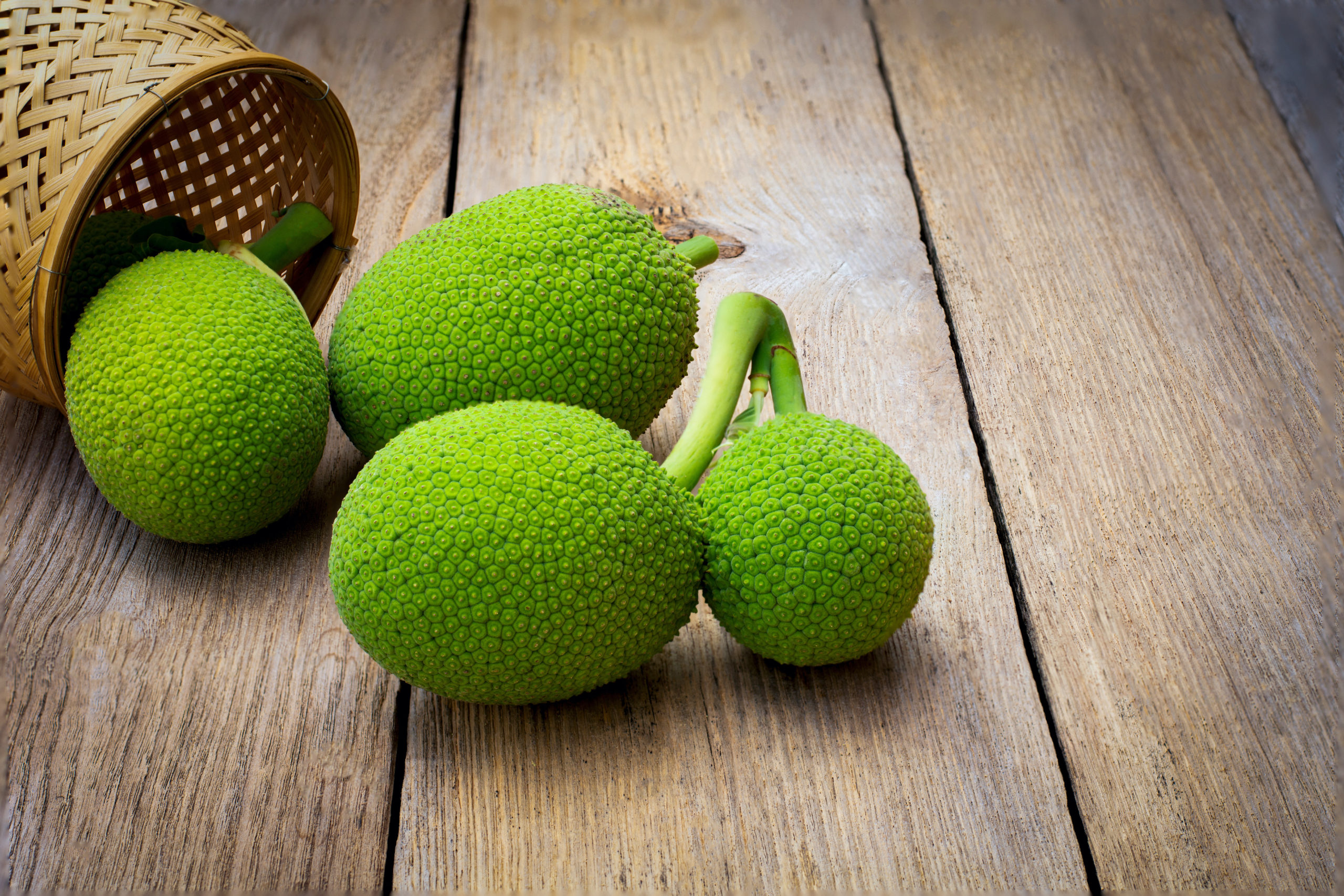 Breadfruit frutto albero del pane