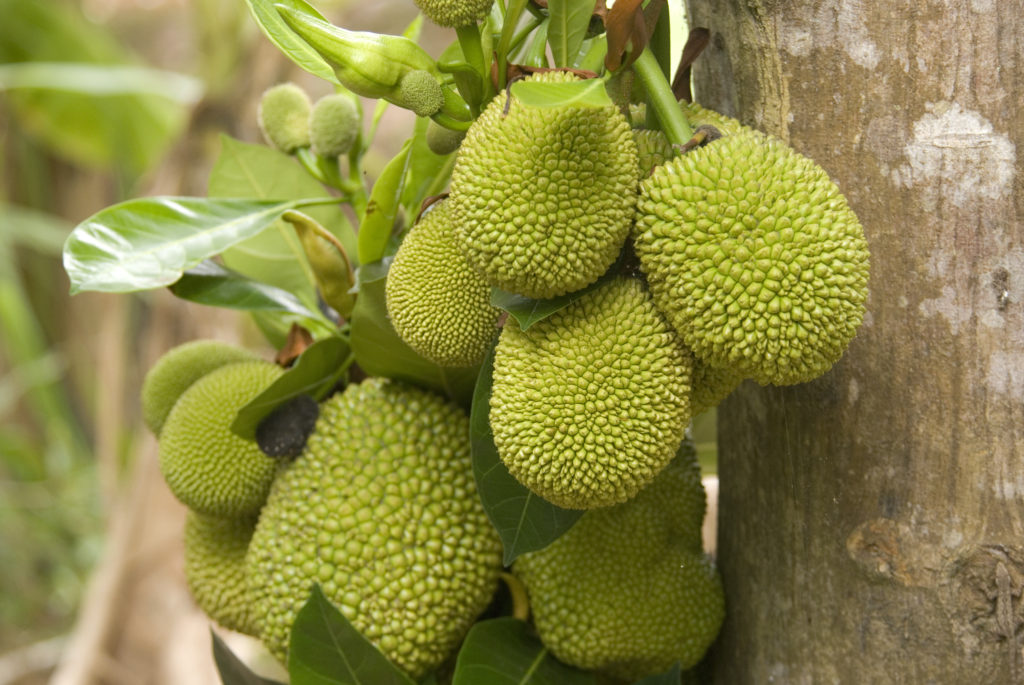 Breadfruit