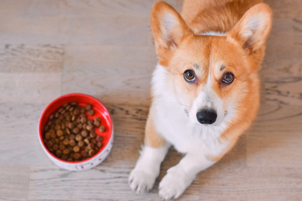 Cane corgi accanto alla ciotola dei croccantini; ultrprocessati, pet food, cibo per cani